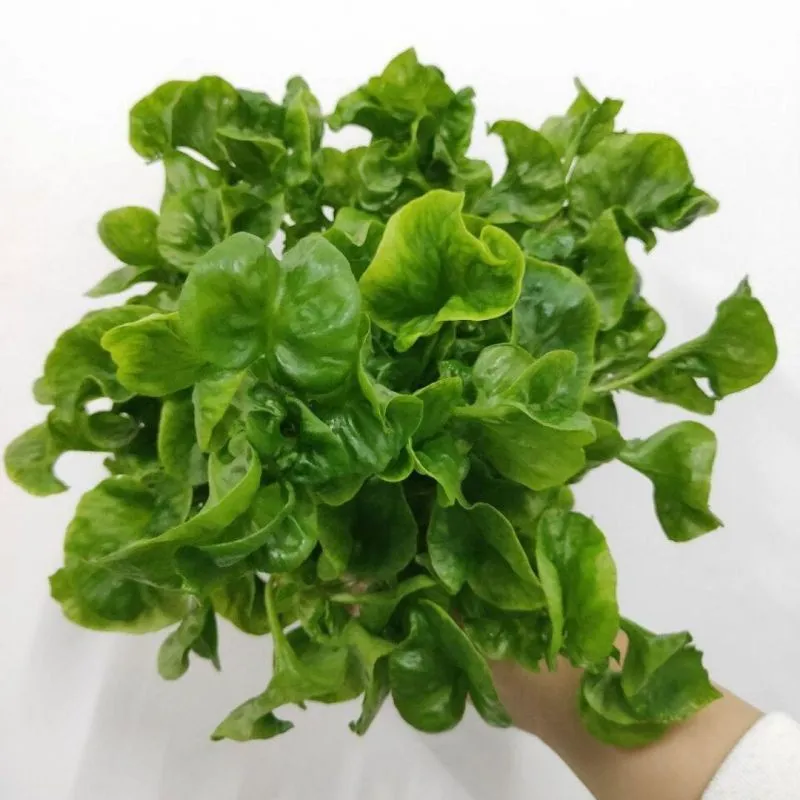 Bayam Brazil 250gr